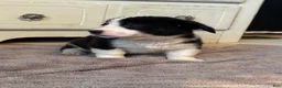 American Corgi dogs for sale: Hank  - Ad 3