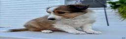 Shetland Sheepdog dogs for sale: Ranger  - Ad 5