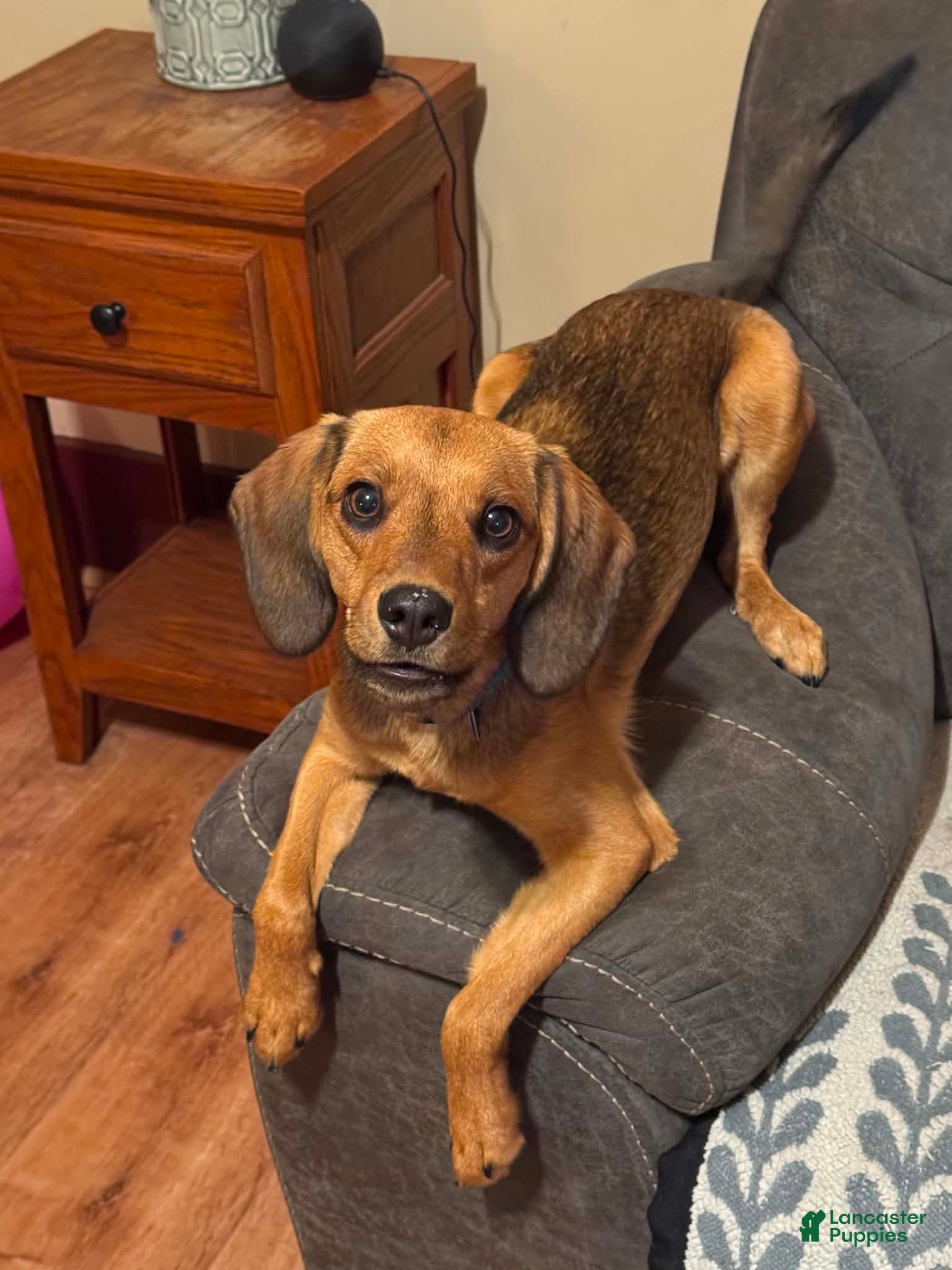 Mixed Breed dogs Mixed Breed 1 - Ad 2