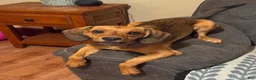 Mixed Breed dogs for sale: Mixed Breed 1 - Ad 2
