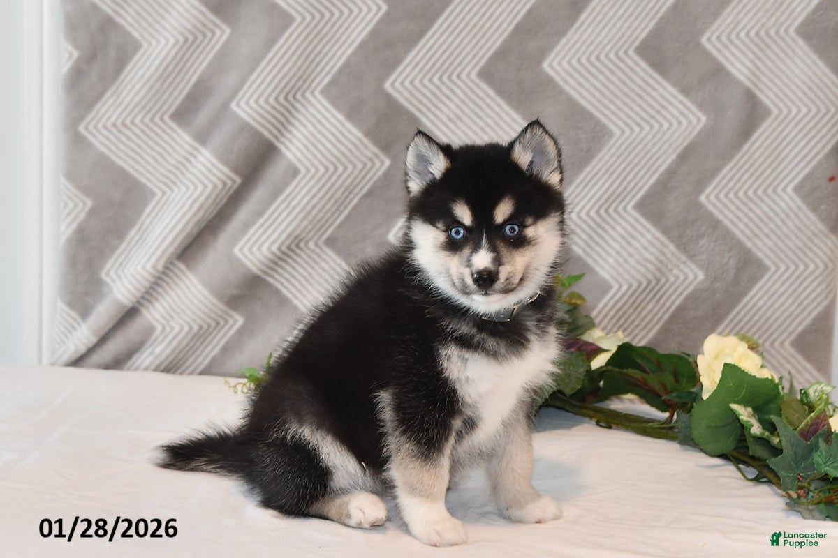 Pomsky dogs Karl - Ad 2