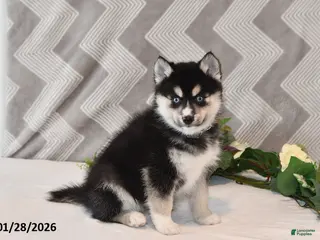 Pomsky dogs Karl - Ad 2