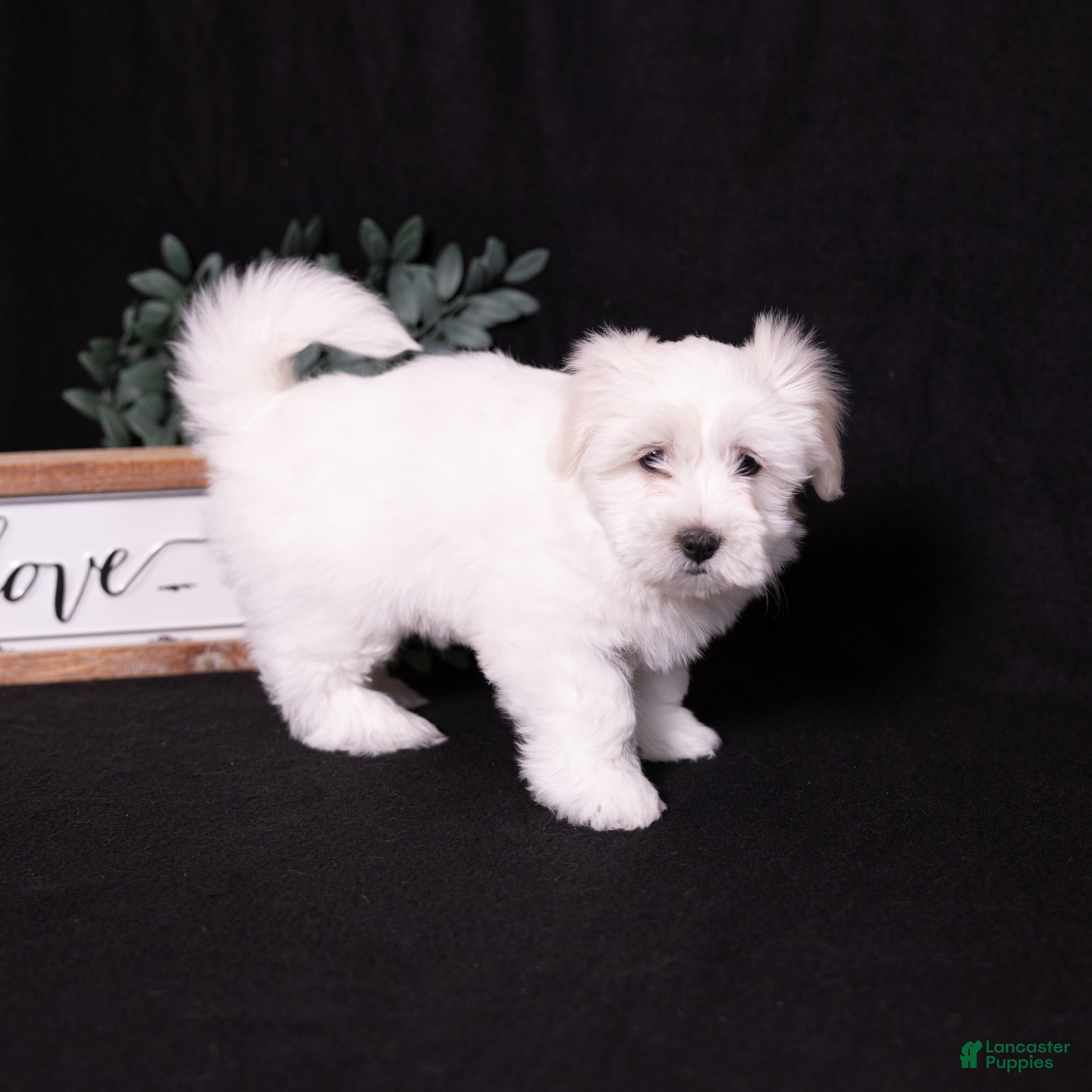 Coton De Tulear dogs Lilly - Ad 2