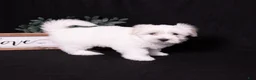 Coton De Tulear dogs for sale: Lilly - Ad 2