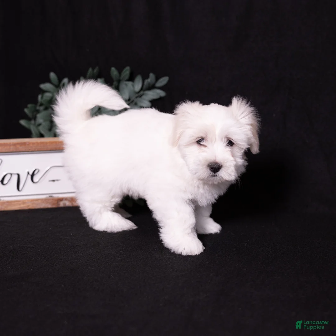Coton De Tulear dogs for sale: Lilly - Ad 2