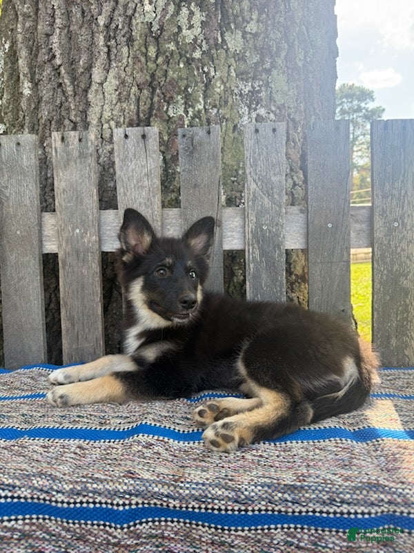 Pomsky dogs Duke - Ad 1