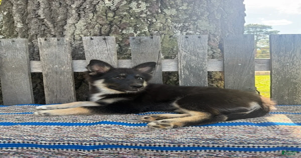 Puppies for sale under $500 in North Carolina | Lancaster Puppies