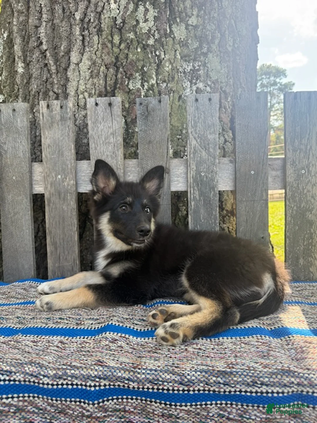 Pomsky dogs for sale: Duke - Ad 1