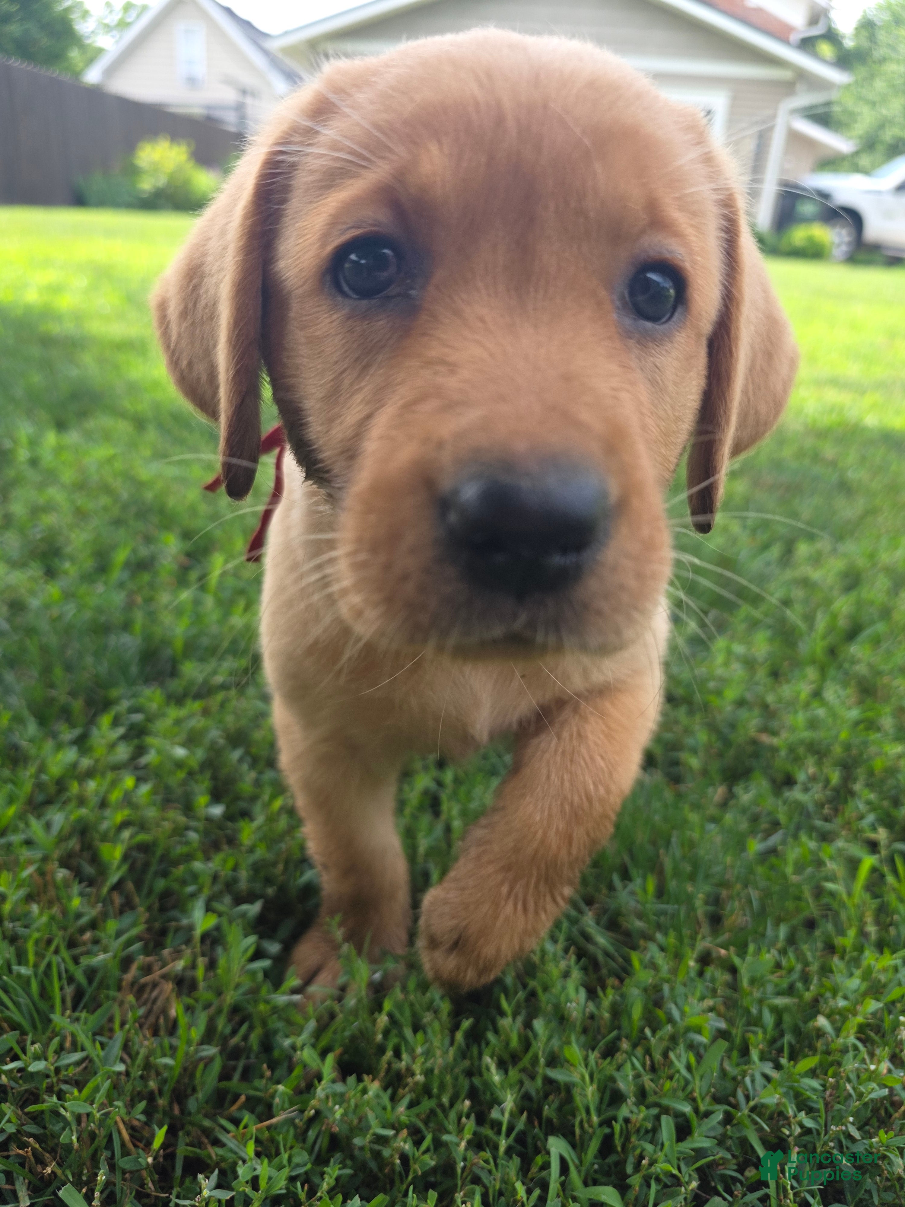 Labrador Retriever dogs Helen ♥️ Fox Red English Lab  - Ad 1