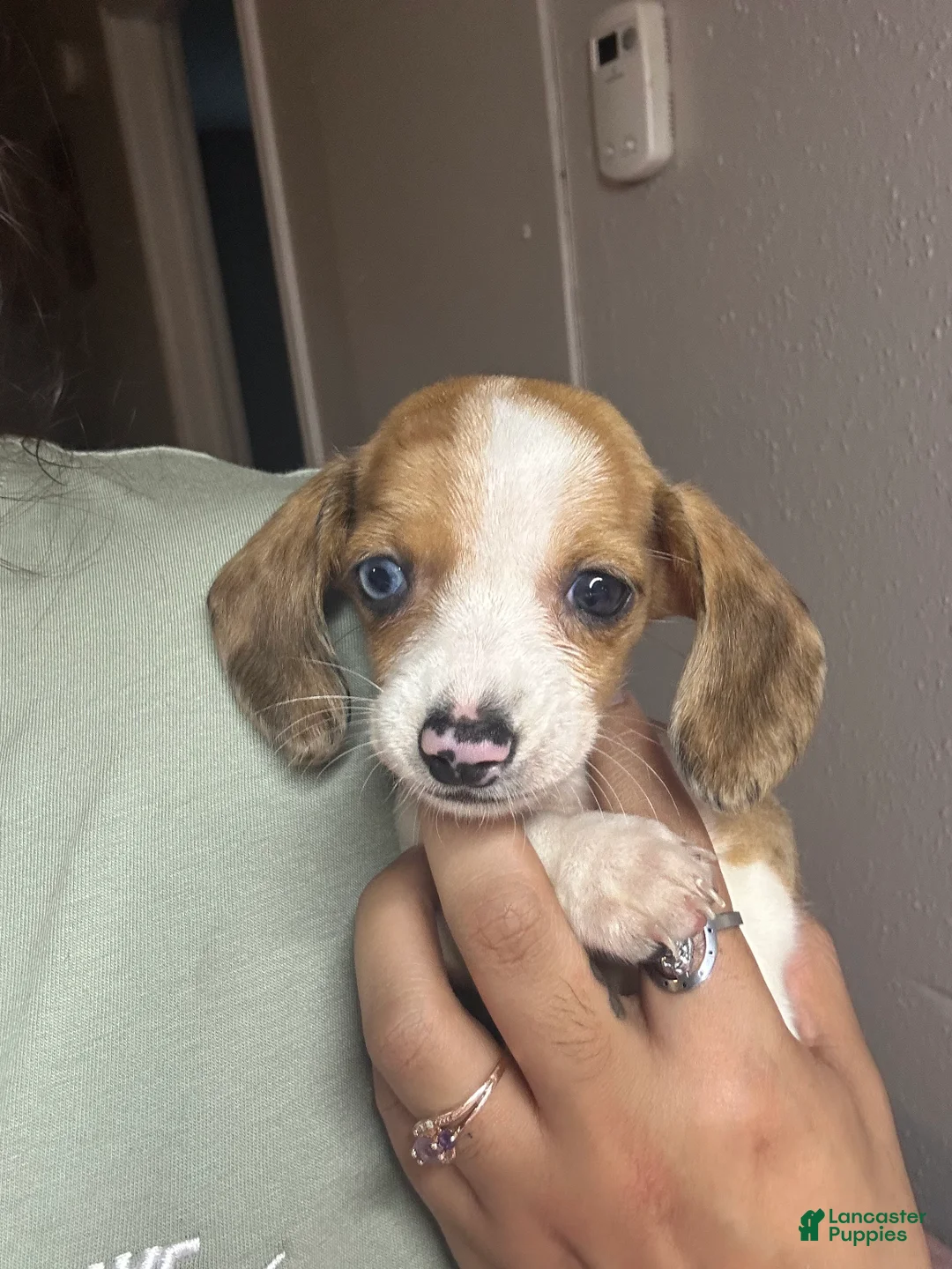 Miniature Dachshund dogs for sale: Miniature Dachshund Puppy 1 - Ad 2