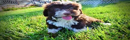Havapoo dogs for sale: Dexter - Ad 13