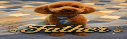 Corgipoo dogs for sale: Corgipoo 1. Gaston - Ad 8