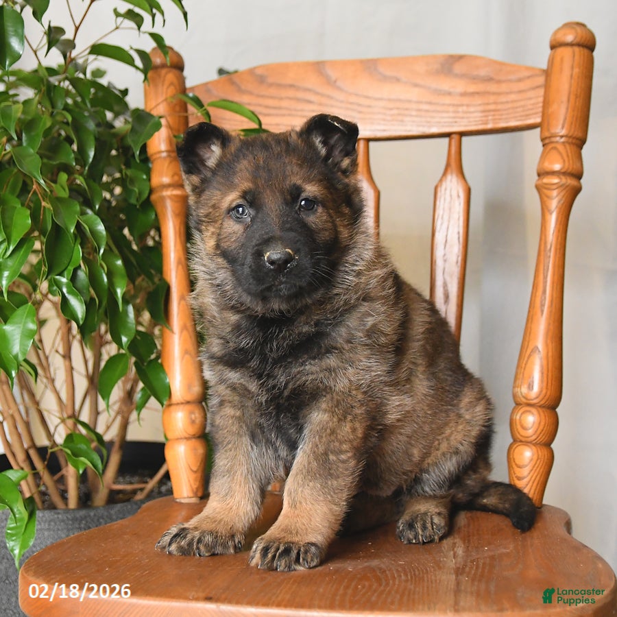 German Shepherd dogs Misty - Ad 1