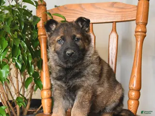 German Shepherd dogs for sale: Misty - Ad 2