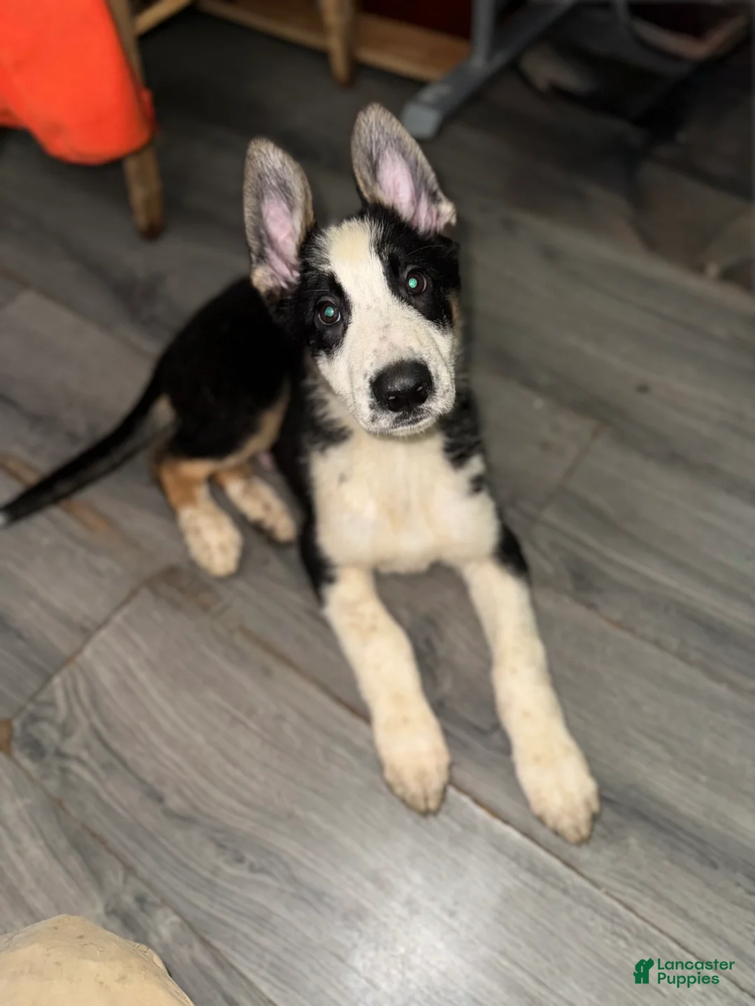 German Shepherd dogs for sale: Rudolph  - Ad 1