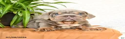 English Bulldog dogs for sale: Raymond - Ad 3