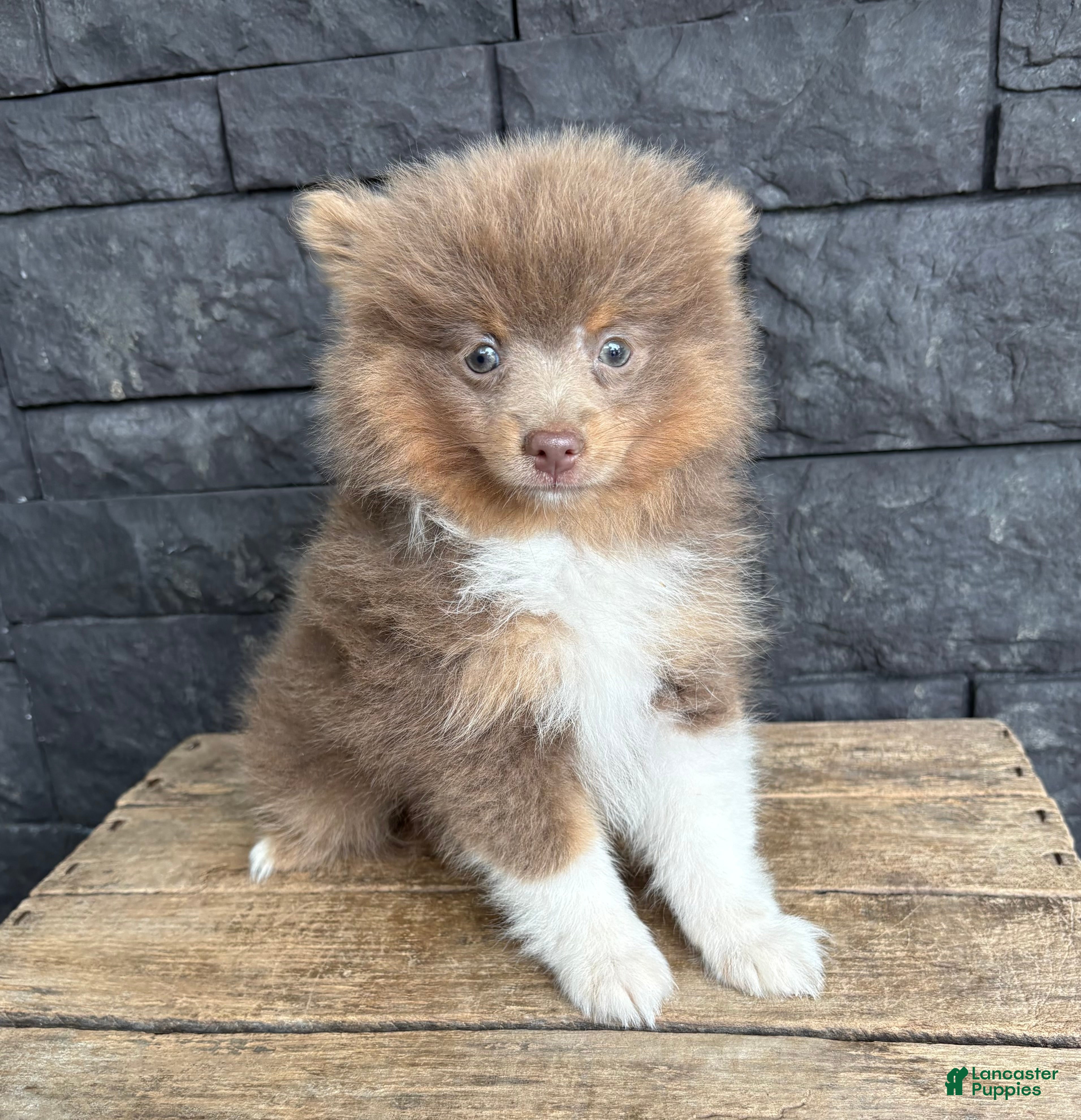 Pomeranian dogs Felix - Ad 2