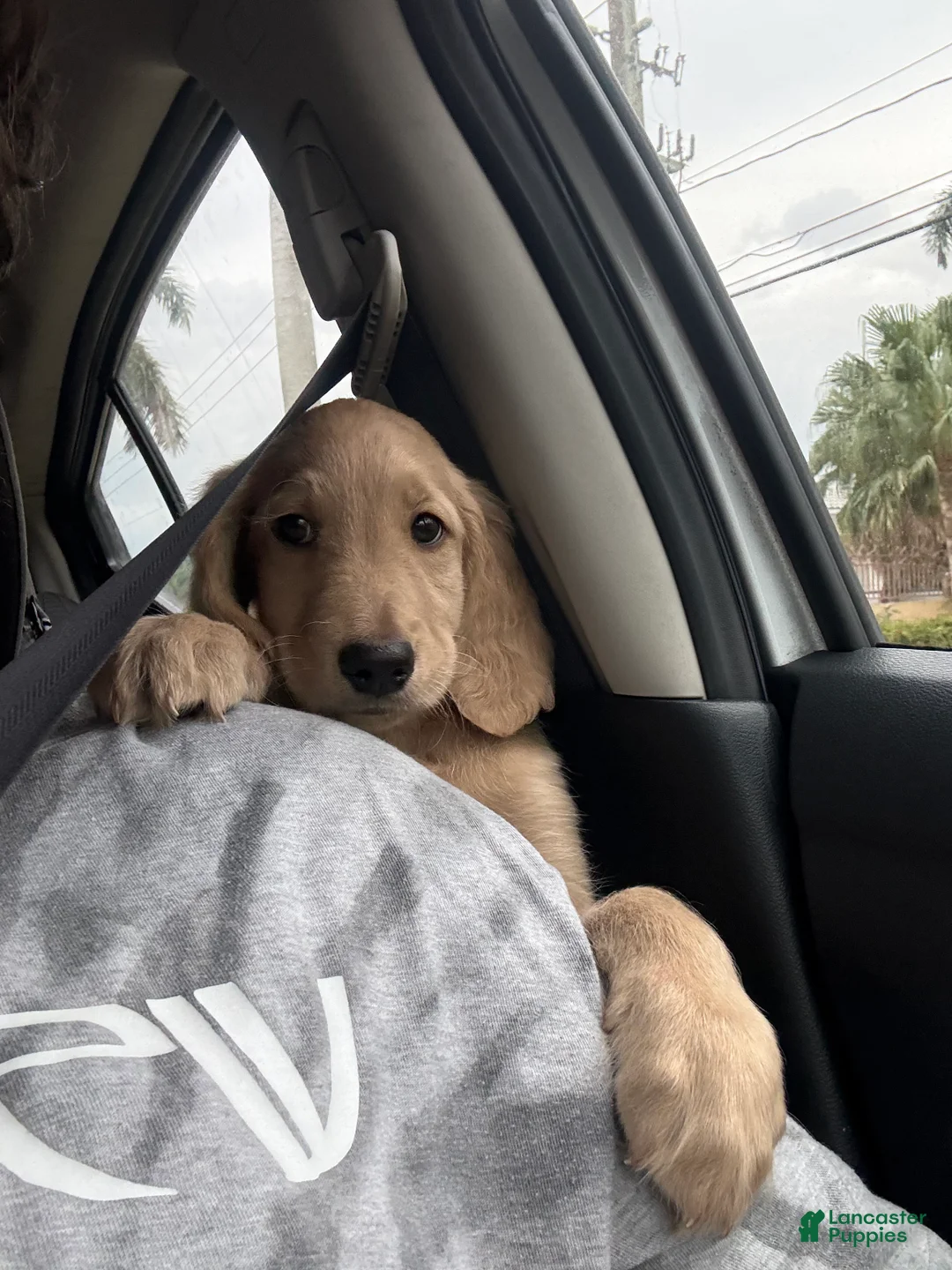 Goldendoodle dogs for sale: Milo - Ad 6