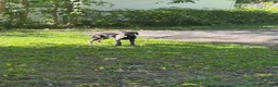 Cane Corso dogs for sale: Cane Corso 2 - Ad 5