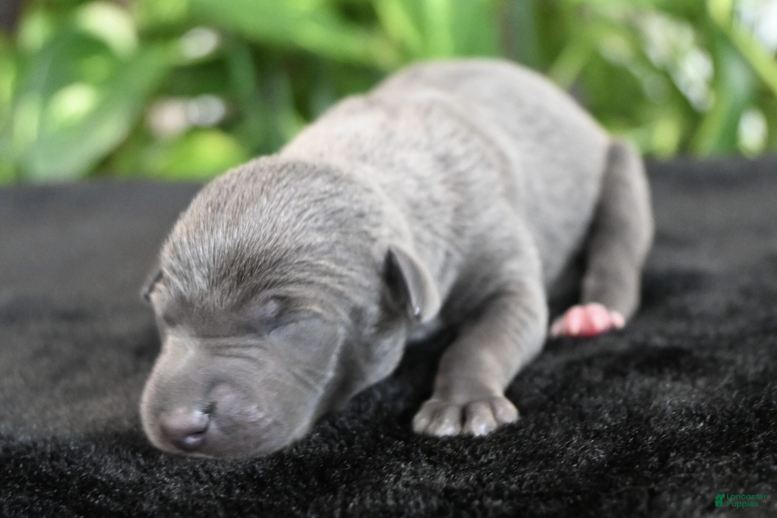Italian Greyhound dogs Brio - Ad 2