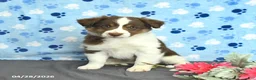 Miniature Australian Shepherd dogs for sale: Felix - Ad 2