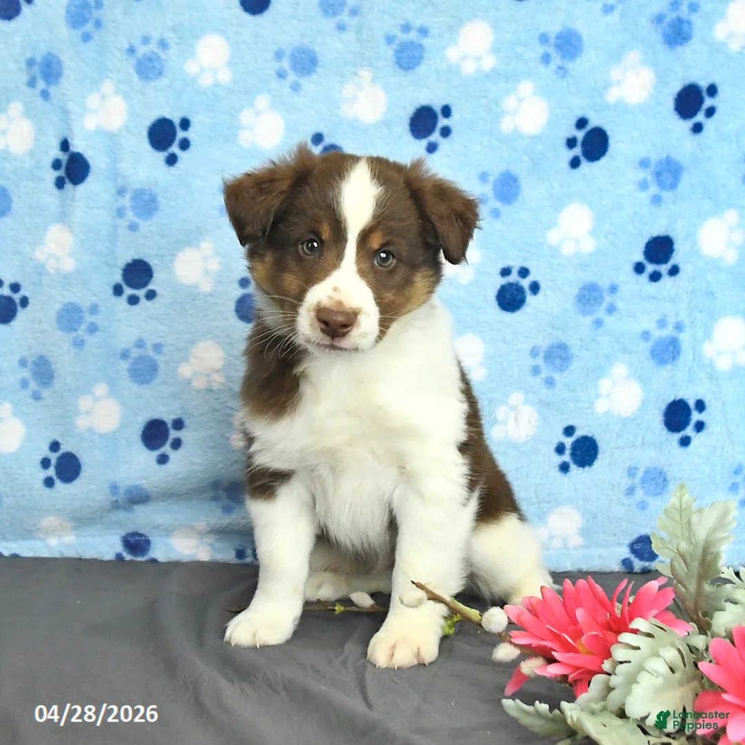 Miniature Australian Shepherd dogs for sale: Felix - Ad 2