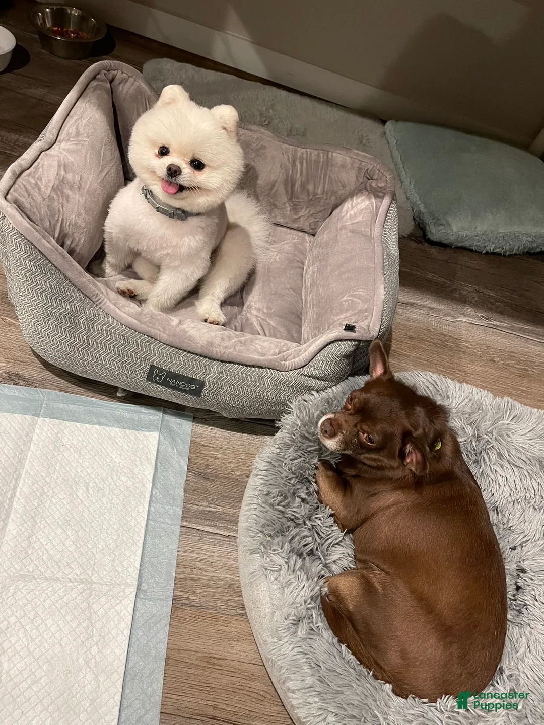 Pomeranian dogs for sale:  Puppy 1 - Ad 7