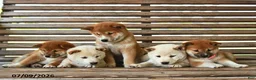 Shiba Inu dogs for sale: Moose - Ad 5