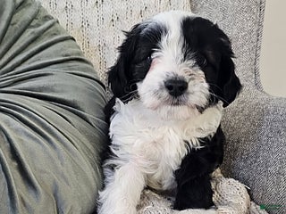 Mini Aussiedoodle dogs - Ad 10