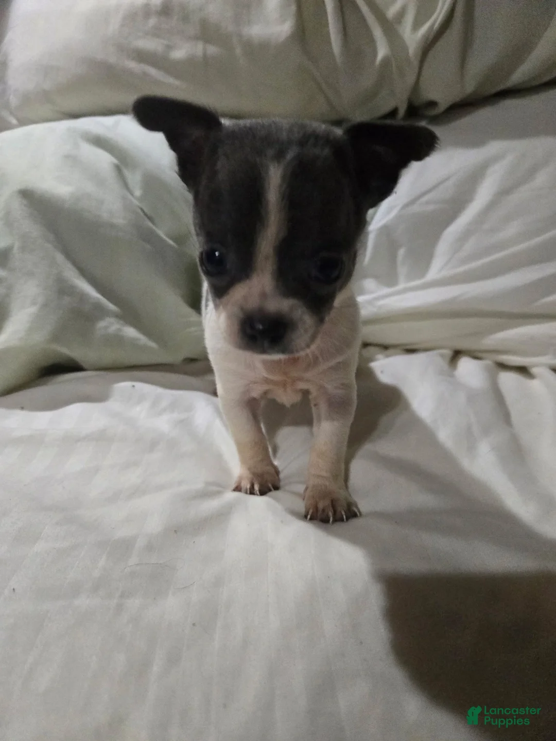 Chihuahua dogs for sale: Chihuahua 2 - Ad 2