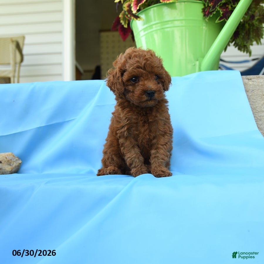 Toy Poodle dogs Ferdinand - Ad 2