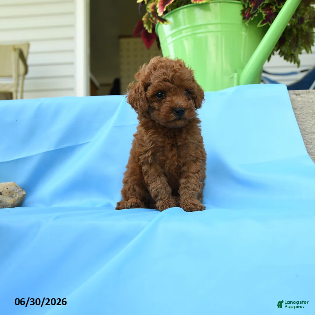 Toy Poodle dogs for sale: Ferdinand - Ad 2
