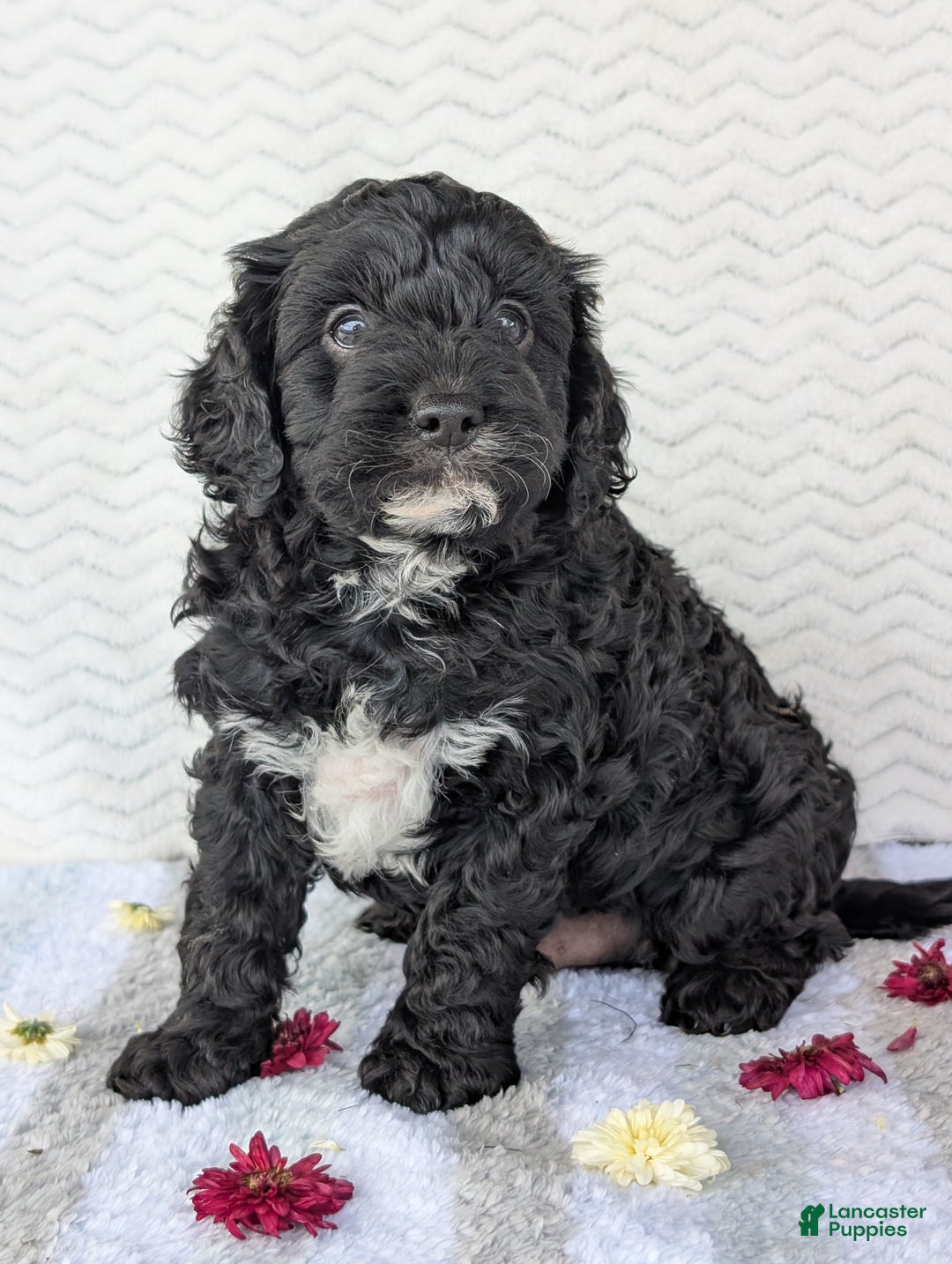 Cavapoo dogs for sale: Bodie - Ad 7