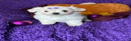 Maltese dogs for sale: Harmony  - Ad 3