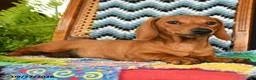 Miniature Dachshund dogs for sale: Eloise - Ad 1