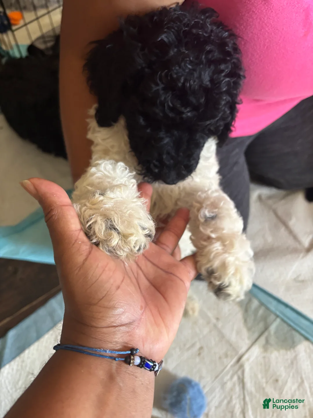 Labradoodle dogs for sale: Emerald - Ad 1