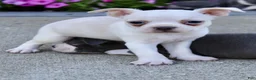Boston Terrier dogs for sale: Leo - Ad 3
