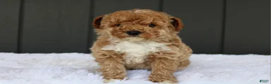 AKC Max 