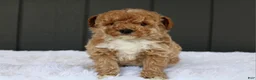Miniature Poodle dogs for sale: AKC Max  - Ad 1
