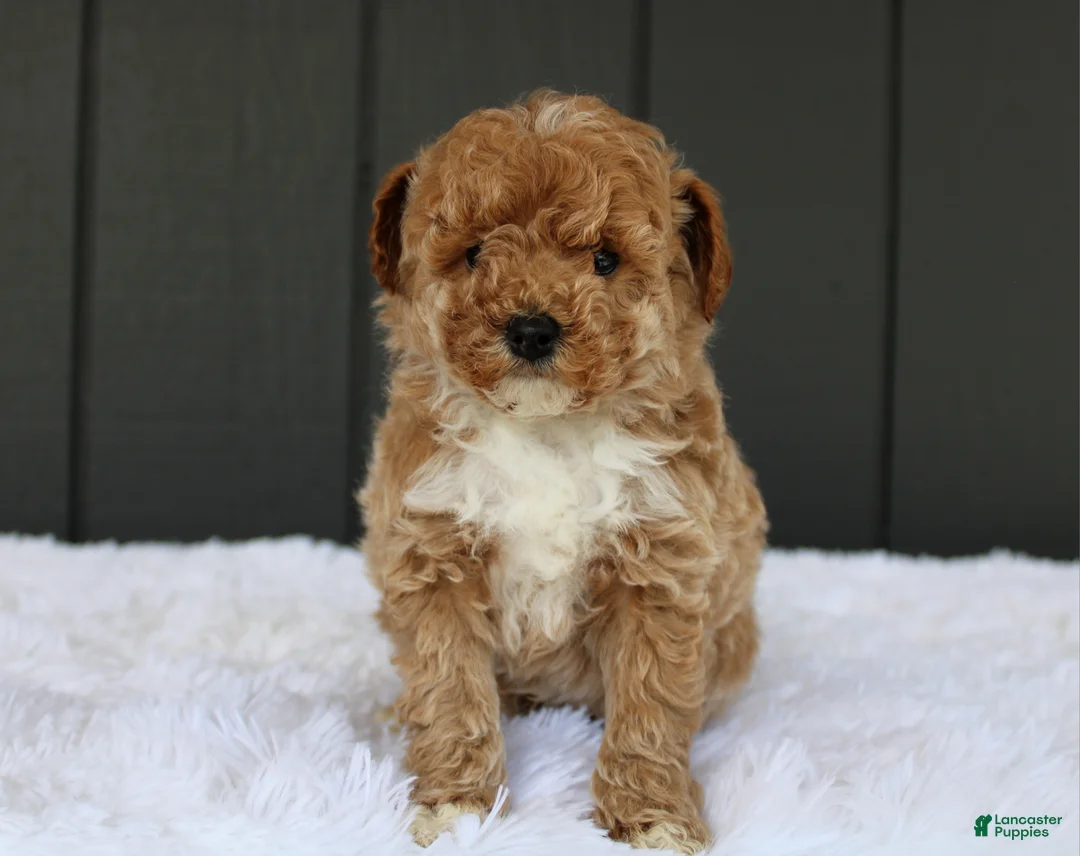 Miniature Poodle dogs for sale: AKC Max  - Ad 1