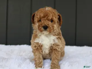 Miniature Poodle dogs for sale: AKC Max - Ad 2