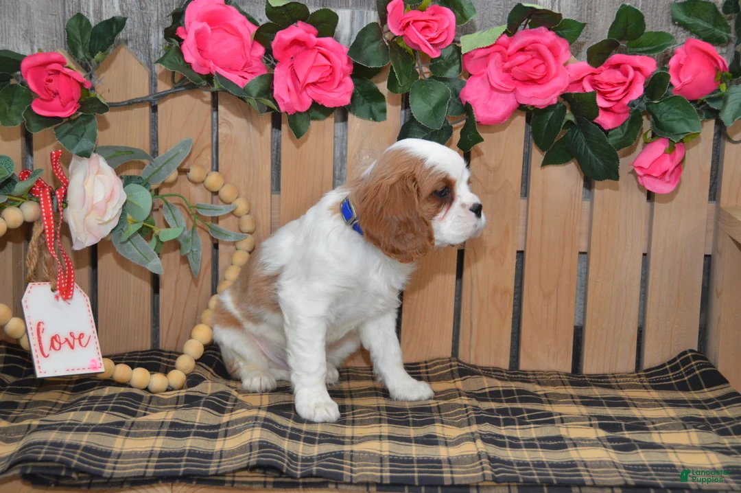 Cavalier King Charles Spaniel dogs for sale: Delmar - Ad 5