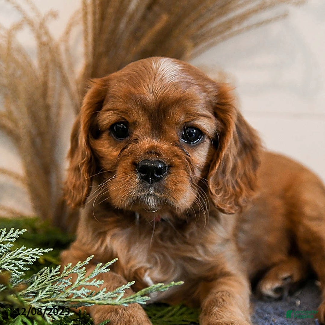 Cavalier King Charles Spaniel dogs for sale: Bandit - Ad 4