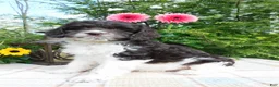Cockapoo dogs for sale: Hershey  - Ad 3