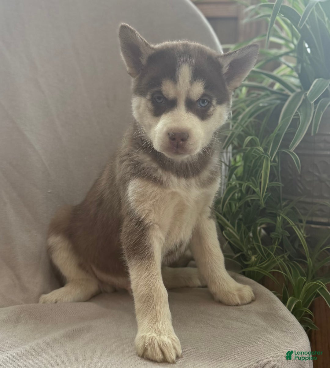 Siberian Husky dogs for sale: Lucky - Ad 11