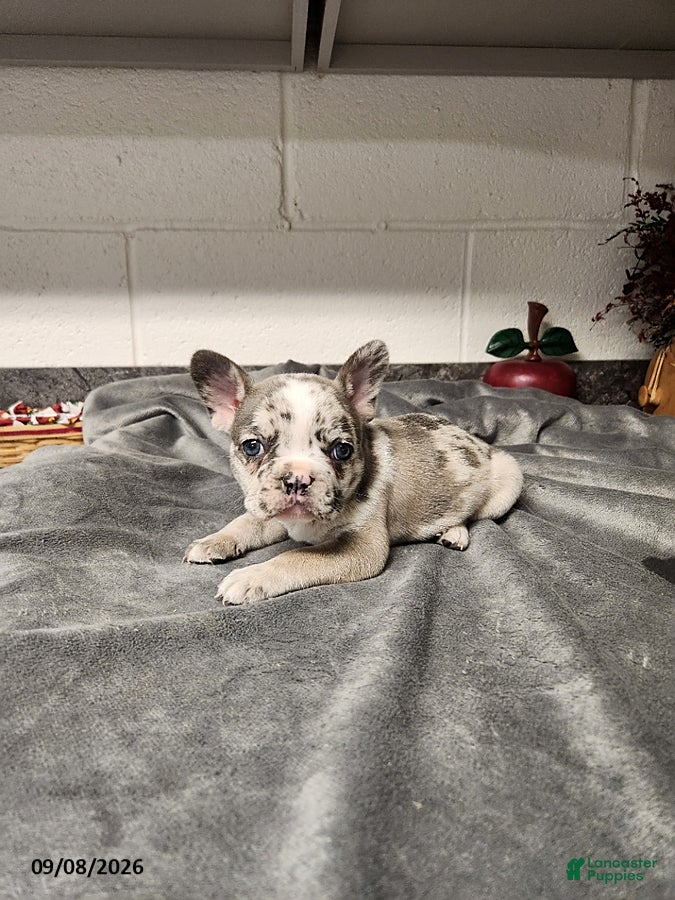 French Bulldog dogs Ashley - Ad 2