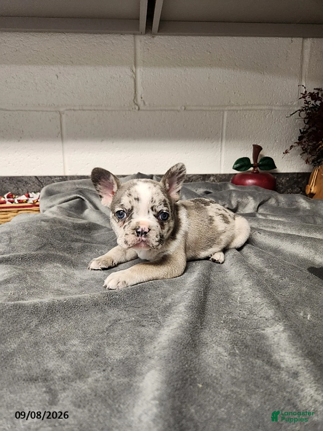 French Bulldog dogs for sale: Ashley - Ad 2