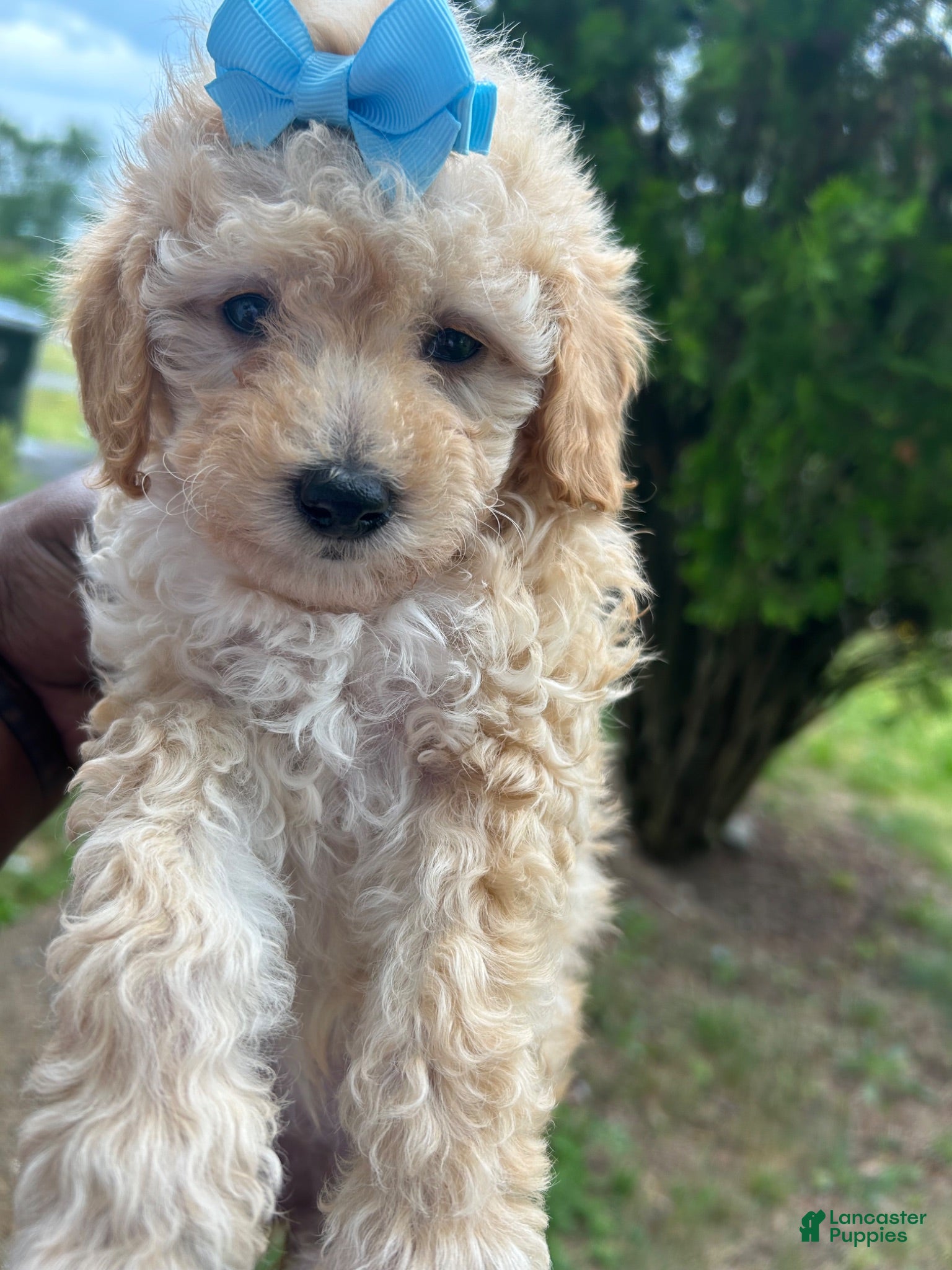 Toy Poodle dogs Toy Poodle 3 - Ad 2