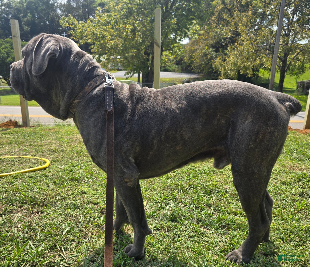 Cane Corso dogs for stud: Bubba - Image 5