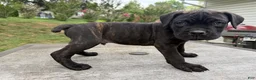 Cane Corso dogs for sale: White collar - Ad 4